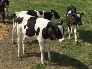 Stamfrey Farm Cow